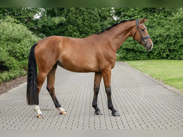 Koń oldenburski Klacz 3 lat 169 cm Gniada in Lippetal