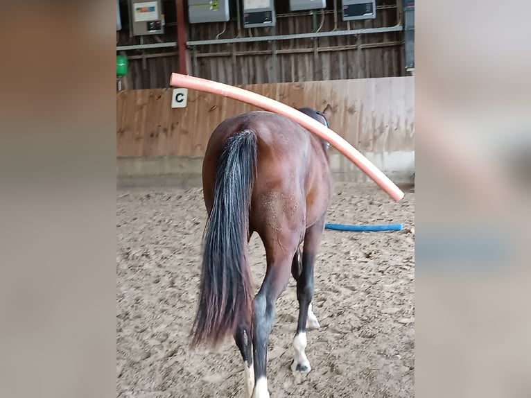 Koń oldenburski Klacz 3 lat 169 cm Gniada in Mühldorf am Inn