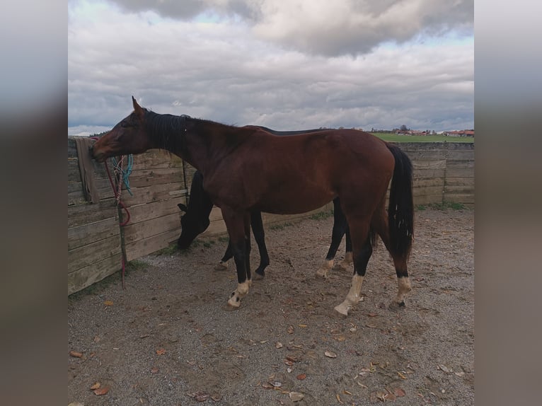 Koń oldenburski Klacz 3 lat 169 cm Gniada in Mühldorf am Inn