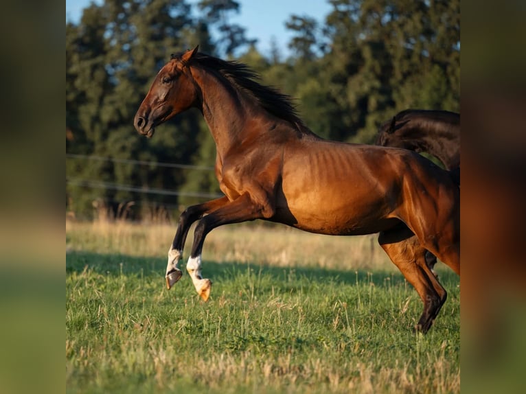 Koń oldenburski Klacz 3 lat 169 cm Gniada in Mühldorf am Inn