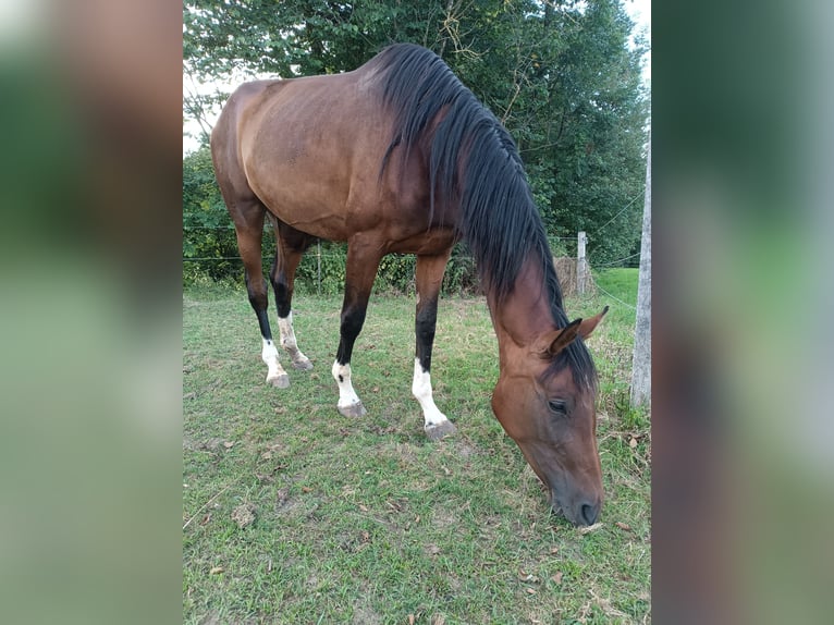 Koń oldenburski Klacz 3 lat 169 cm Gniada in Mühldorf am Inn