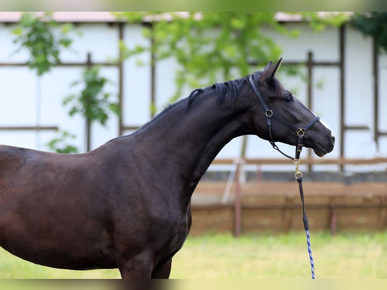 Koń oldenburski Klacz 3 lat 169 cm Kara in Brytivka