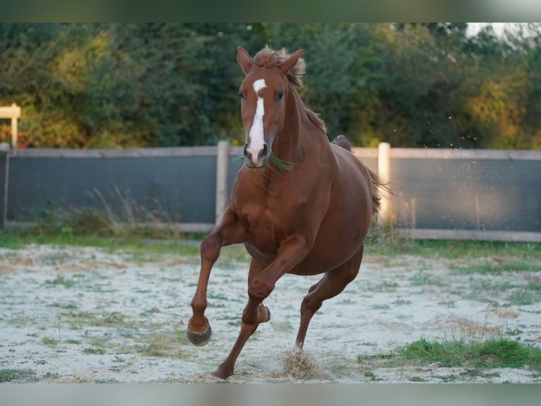 Koń oldenburski Klacz 3 lat 169 cm Kasztanowata in Sauensiek