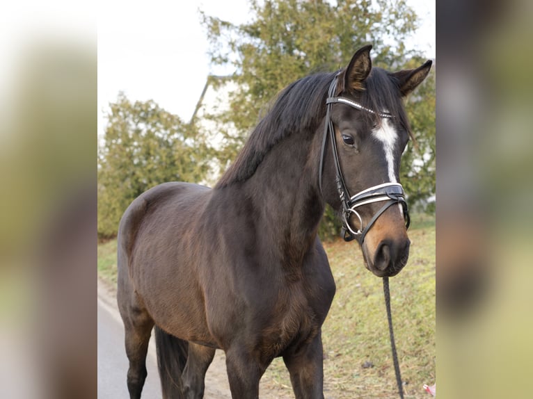 Koń oldenburski Klacz 3 lat 170 cm Ciemnogniada in Ph&#xF6;ben
