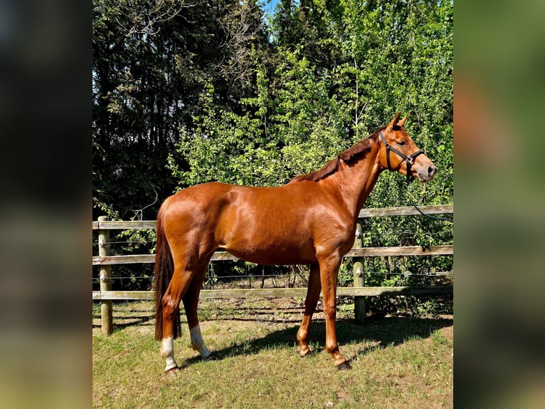 Koń oldenburski Klacz 3 lat 170 cm Ciemnokasztanowata in Apen