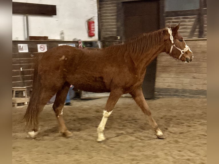 Koń oldenburski Klacz 3 lat 170 cm Ciemnokasztanowata in Mainz