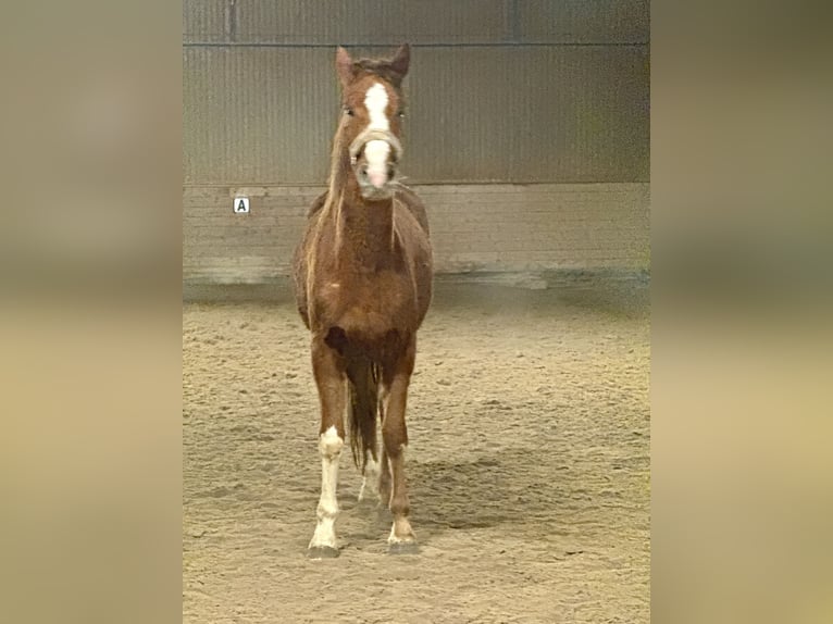 Koń oldenburski Klacz 3 lat 170 cm Ciemnokasztanowata in Mainz