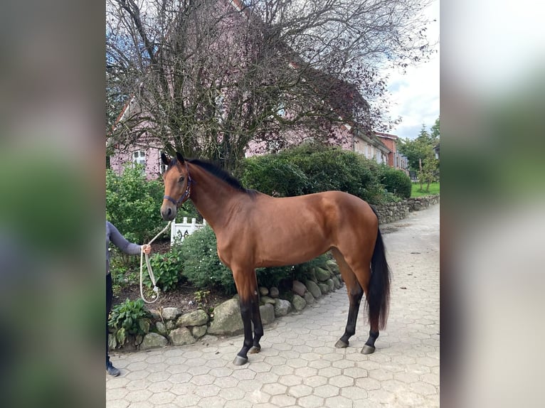 Koń oldenburski Klacz 3 lat 170 cm Gniada in Bargstedt