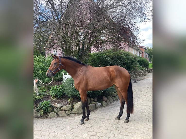 Koń oldenburski Klacz 3 lat 170 cm Gniada in Bargstedt