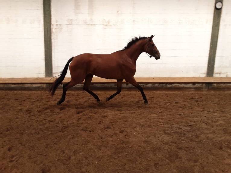 Koń oldenburski Klacz 3 lat 170 cm Gniada in Bargstedt