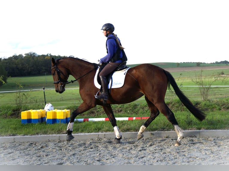 Koń oldenburski Klacz 3 lat 170 cm Gniada in Radeburg