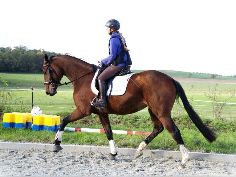 Koń oldenburski Klacz 3 lat 170 cm Gniada in Radeburg