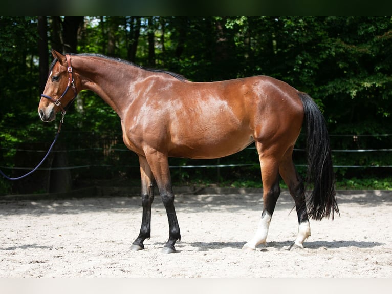 Koń oldenburski Klacz 3 lat 170 cm Gniada in Radeburg