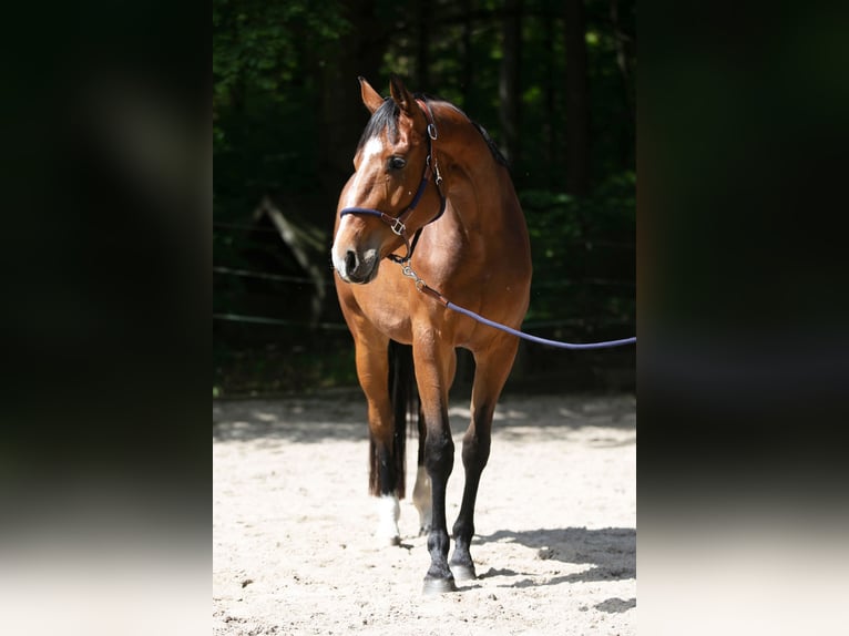 Koń oldenburski Klacz 3 lat 170 cm Gniada in Radeburg