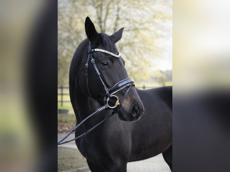 Koń oldenburski Klacz 3 lat 170 cm Kara in Fürstenau