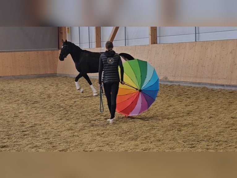 Koń oldenburski Klacz 3 lat 170 cm Kara in Wolfsbach