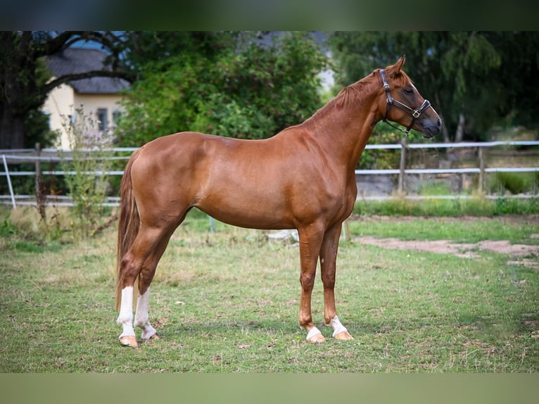 Koń oldenburski Klacz 3 lat 170 cm Kasztanowata in Hetzerath