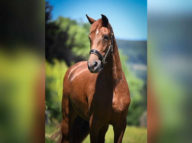 Koń oldenburski Klacz 3 lat 170 cm Kasztanowata in Hetzerath