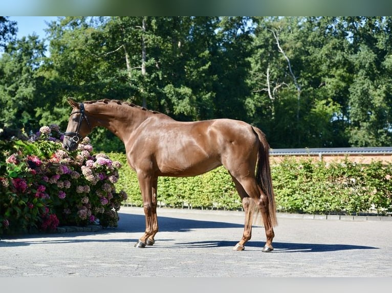 Koń oldenburski Klacz 3 lat 170 cm Kasztanowata in Visbek
