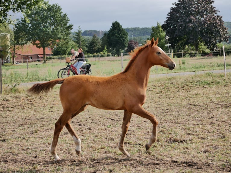 Koń oldenburski Klacz 3 lat 170 cm in Brockum