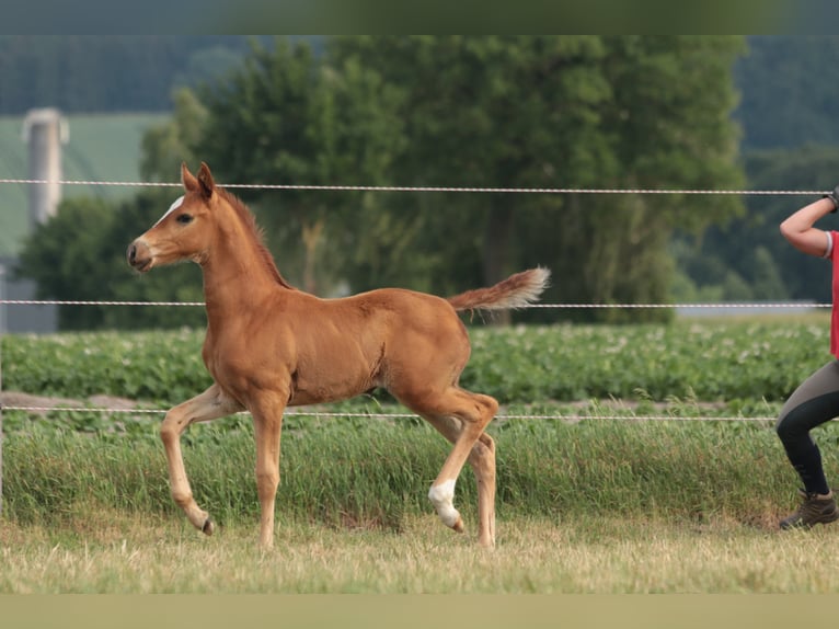 Koń oldenburski Klacz 3 lat 170 cm in Brockum