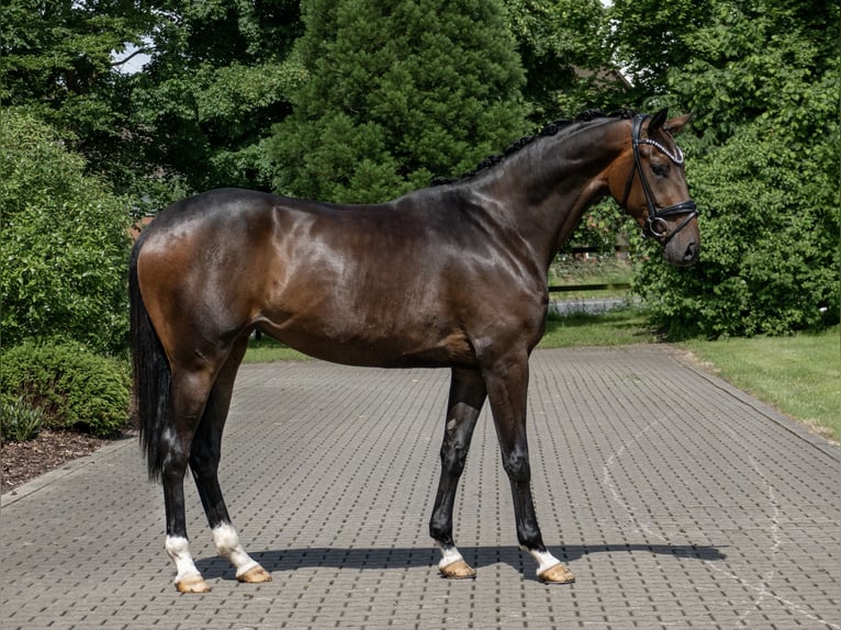 Koń oldenburski Klacz 3 lat 171 cm Ciemnogniada in Lippetal