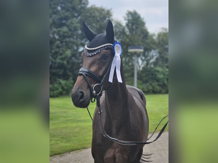 Koń oldenburski Klacz 3 lat 171 cm Ciemnogniada in Lippetal