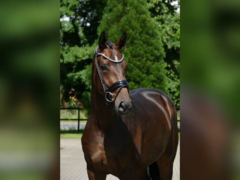 Koń oldenburski Klacz 3 lat 171 cm Ciemnogniada in Lippetal