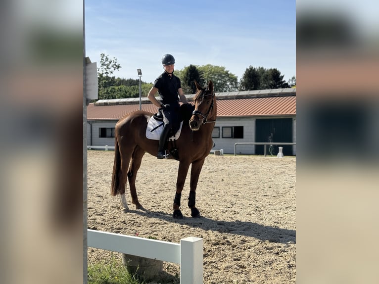 Koń oldenburski Klacz 3 lat 172 cm Ciemnokasztanowata in Werder