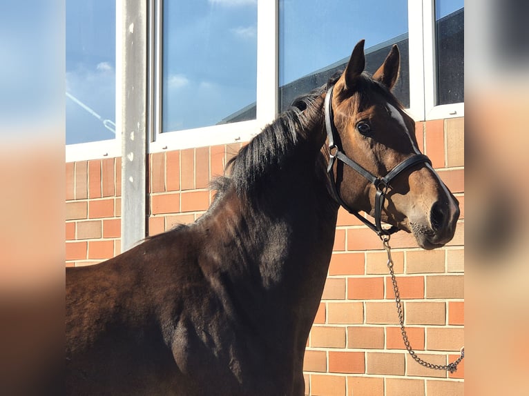 Koń oldenburski Klacz 3 lat 172 cm Gniada in Westerstede