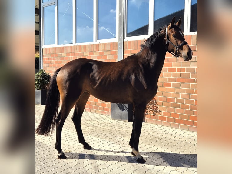 Koń oldenburski Klacz 3 lat 172 cm Gniada in Westerstede