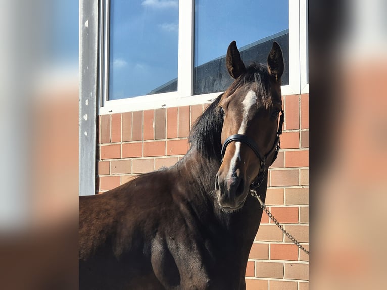 Koń oldenburski Klacz 3 lat 172 cm Gniada in Westerstede
