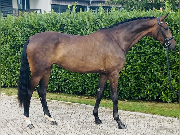 Koń oldenburski Klacz 3 lat 172 cm Gniada in Visbek