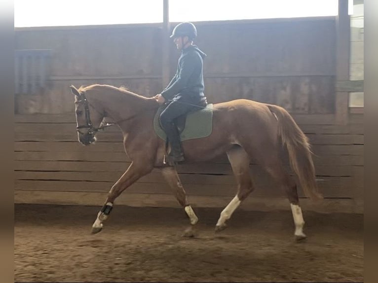 Koń oldenburski Klacz 3 lat 172 cm Kasztanowata in Lübeck