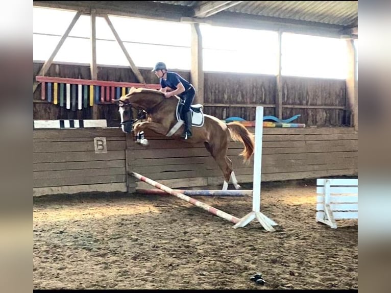 Koń oldenburski Klacz 3 lat 172 cm Kasztanowata in Lübeck