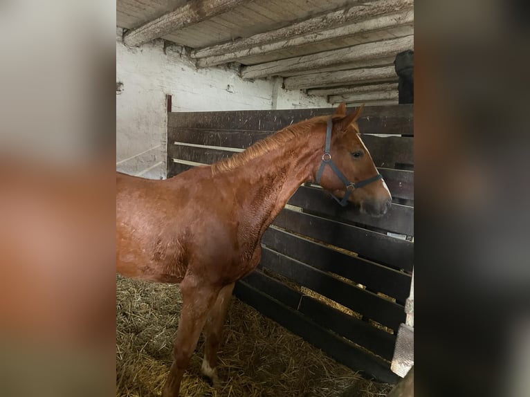 Koń oldenburski Klacz 3 lat 172 cm Kasztanowata in Lübeck