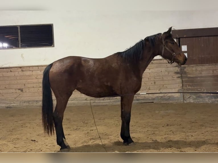 Koń oldenburski Klacz 3 lat 175 cm Gniada in Mainz