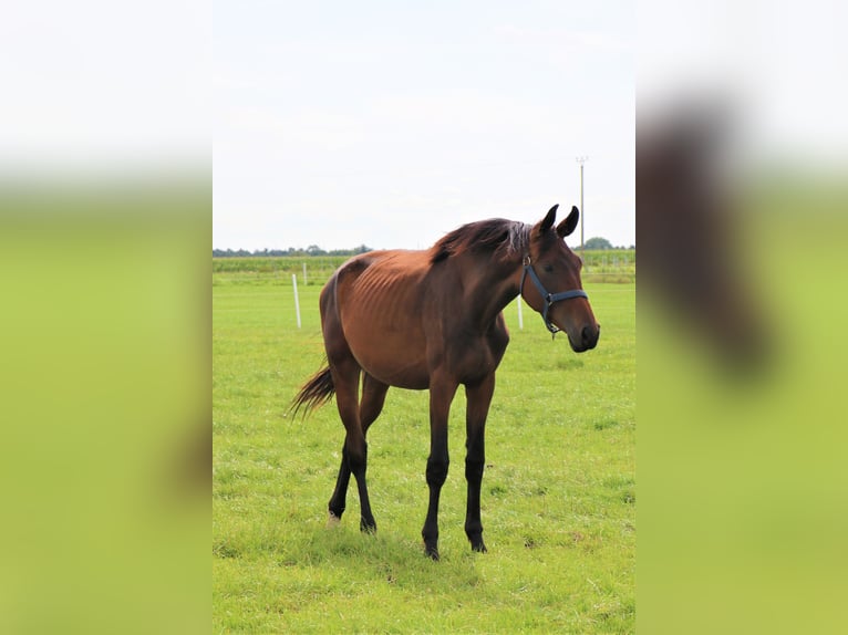 Koń oldenburski Klacz 3 lat Ciemnogniada in Hankensbüttel