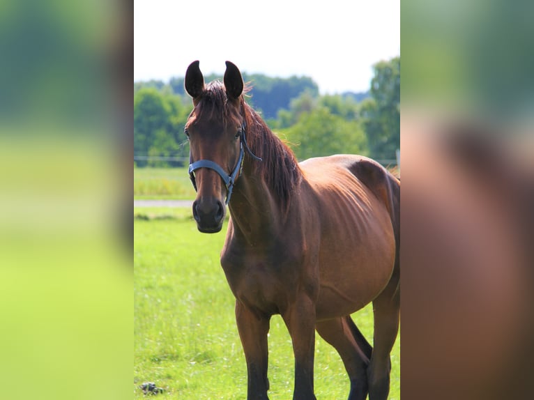 Koń oldenburski Klacz 3 lat Ciemnogniada in Hankensbüttel