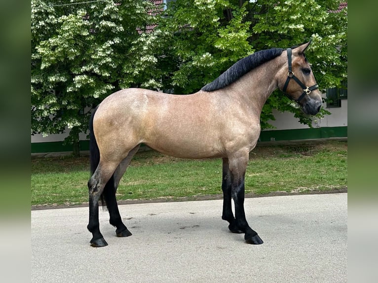 Koń oldenburski Klacz 4 lat 153 cm Gniadodereszowata in Zwartewaal