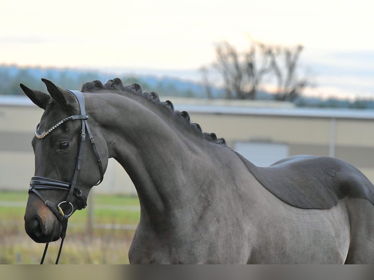 Koń oldenburski Klacz 4 lat 156 cm Ciemnogniada in Kamern