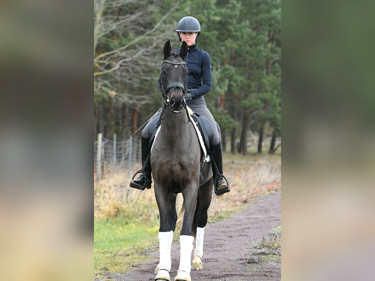 Koń oldenburski Klacz 4 lat 156 cm Ciemnogniada in Kamern