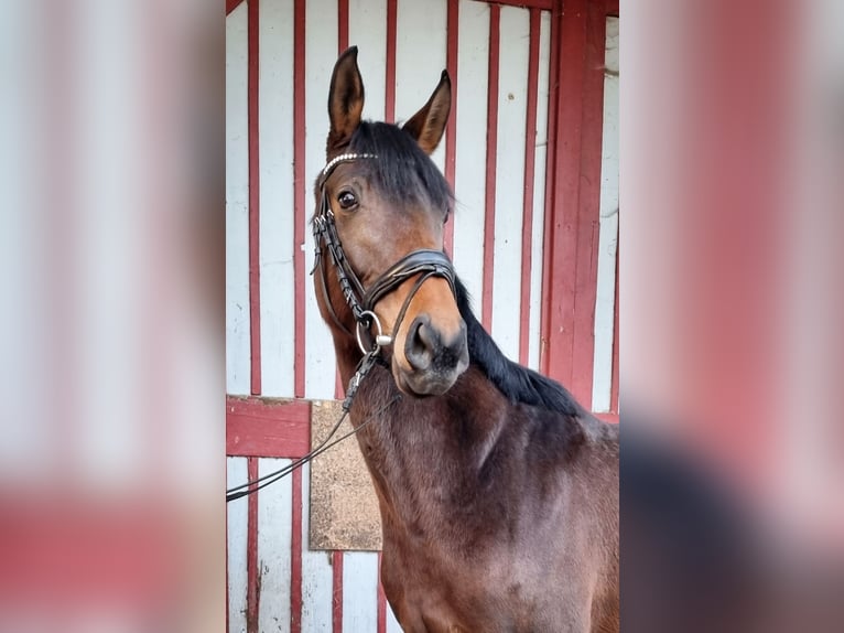 Koń oldenburski Klacz 4 lat 156 cm Gniada in Bad Schussenried