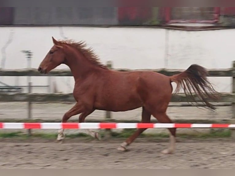 Koń oldenburski Klacz 4 lat 156 cm Kasztanowata in Damme