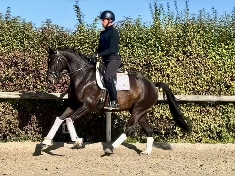Koń oldenburski Klacz 4 lat 157 cm Ciemnogniada in Neustadt (Wied)