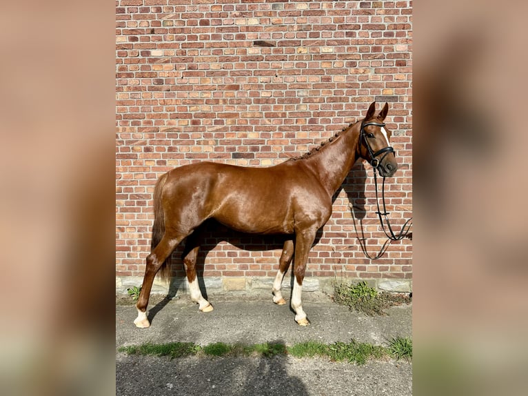 Koń oldenburski Klacz 4 lat 158 cm Kasztanowata in Harsewinkel
