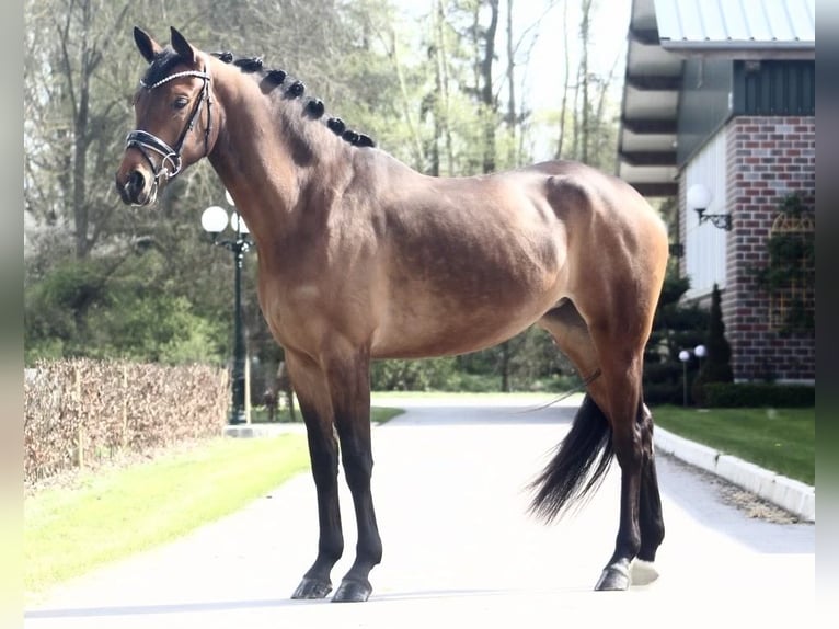 Koń oldenburski Klacz 4 lat 160 cm Gniada in Berne
