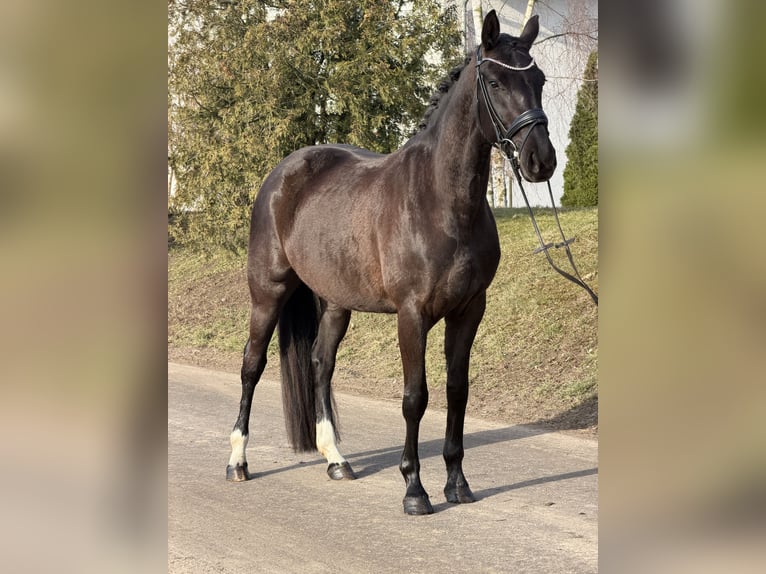 Koń oldenburski Klacz 4 lat 160 cm Kara in Phöben