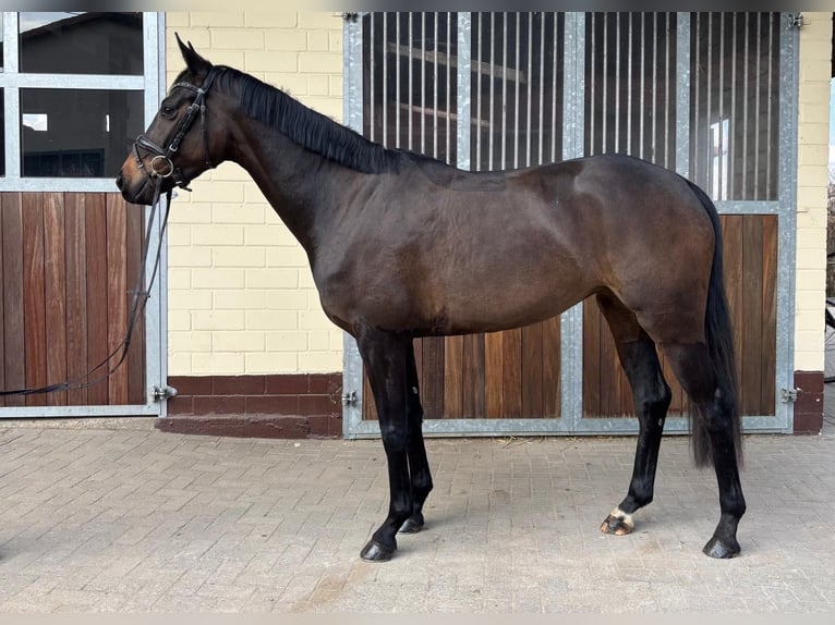 Koń oldenburski Klacz 4 lat 161 cm Ciemnogniada in Einbeck