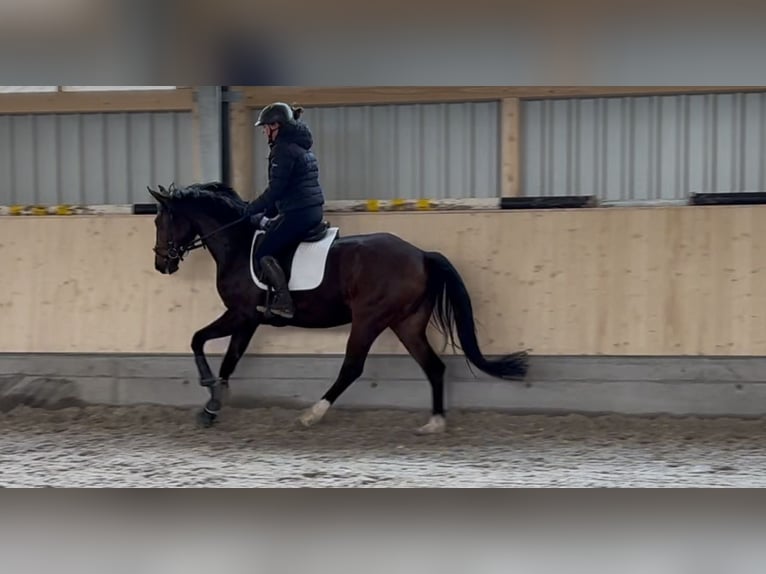 Koń oldenburski Klacz 4 lat 161 cm Ciemnogniada in Ehingen an der Donau